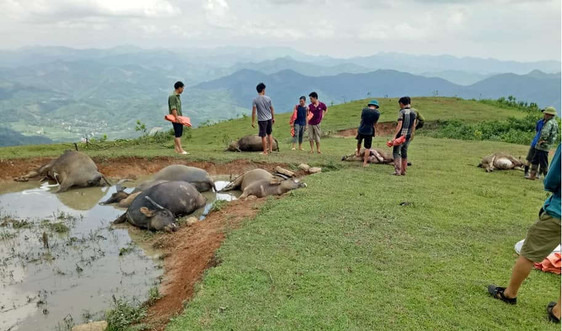 Lạng Sơn: Sét đánh chết 9 con trâu, thiệt hại hàng trăm triệu đồng