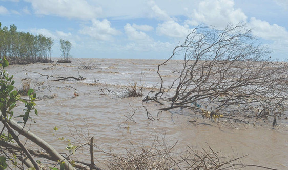 Cà Mau: Áp lực mất đất, mất rừng do xói lở bờ biển