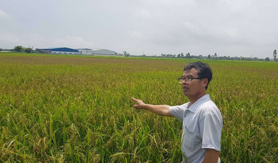 Quỳnh Phụ - Thái Bình: Gia đình nông dân 'tố' xã làm mất ao, thiếu ruộng