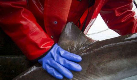 Canada trở thành quốc gia G20 đầu tiên cấm buôn bán vây cá mập
