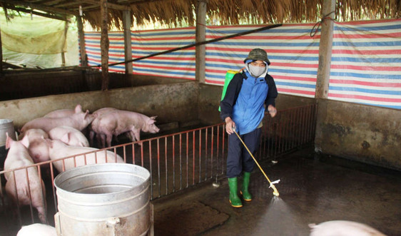 Yên Bái: Đảm bảo môi trường trong chôn lấp, tiêu hủy lợn mắc dịch tả lợn châu Phi