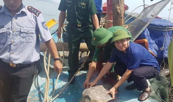 Hà Tĩnh: Thả rùa biển quý hiếm về môi trường biển