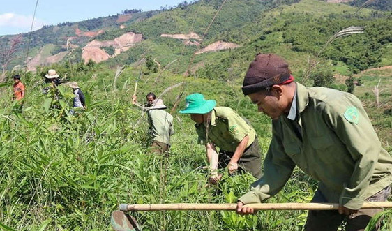 Đắk Nông: Đẩy mạnh công tác trồng rừng để nâng tỷ lệ che phủ rừng