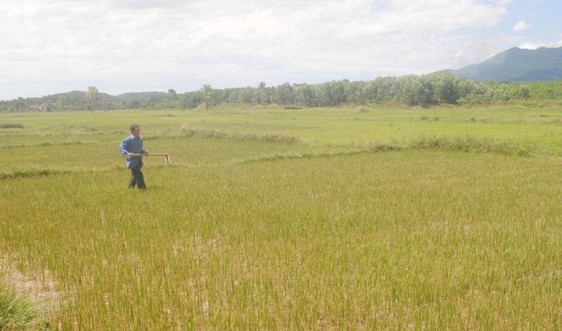 Thừa Thiên Huế: Hạn hán kéo dài, sâu bệnh hại lúa