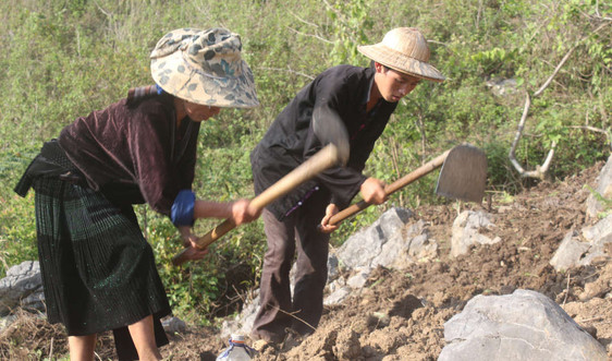Tủa Chùa (Điện Biên): Không để đất sản xuất nông nghiệp bị hoang hóa