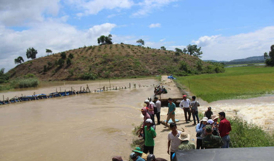 Đắk Lắk: Vỡ đê bao nước tràn vào đe doạ hơn 1.000ha lúa sắp thu hoạch