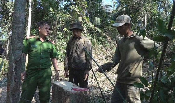Bắt quả tang nhóm người ngang nhiên chặt hạ gỗ rừng ở Đắk Lắk