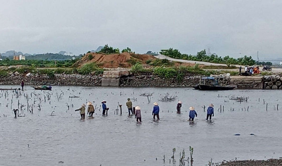 Hoành Bồ (Quảng Ninh): Quyết liệt xử lý tình trạng lấn chiếm đất bãi triều ven vịnh Cửa Lục