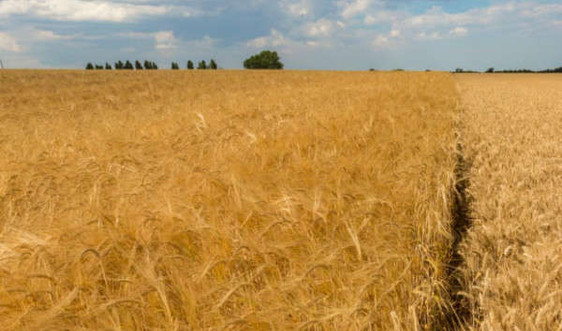 Các nhà khoa học phân lập gen kháng hạn hán trong lúa mạch
