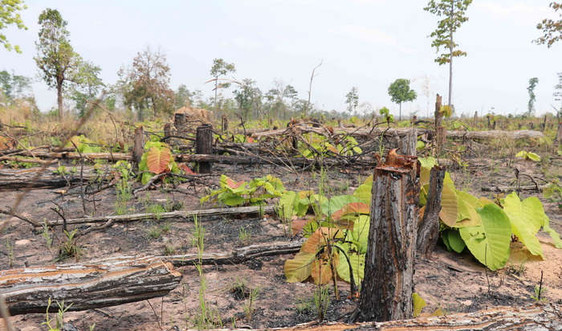 Gia Lai: Ban quản lý rừng phòng hộ Ia Puch để mất hơn 1.200 ha rừng