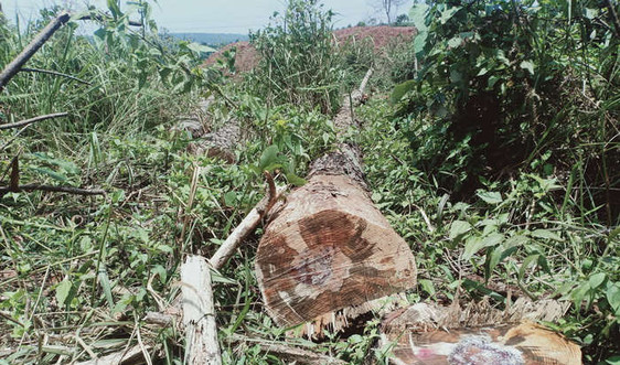 Đắk Nông: Rừng thông dọc Quốc lộ liên tục bị đầu độc