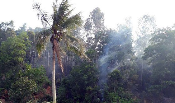 Quảng Ninh: Dập tắt hoàn toàn vụ cháy 1ha rừng bạch đàn