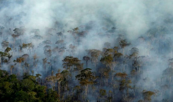 Phát thải khí CO2 do thiệt hại rừng nhiệt đới chưa được đánh giá đúng