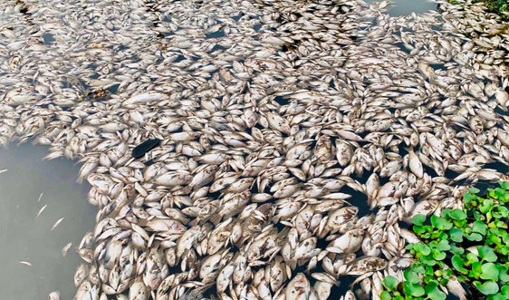  Xuất hiện cá chết hàng loạt trên sông Chanh
