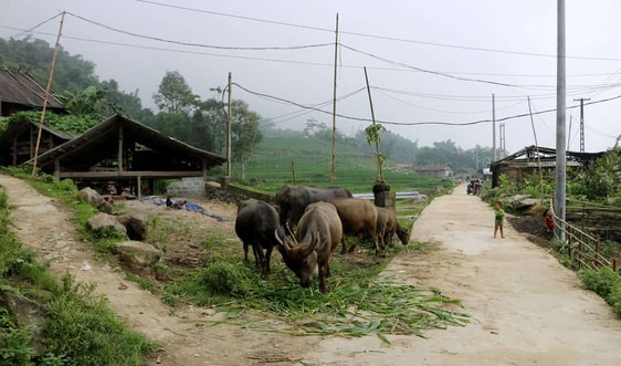           Lào Cai chủ động phòng, chống rét cho đàn đại gia súc