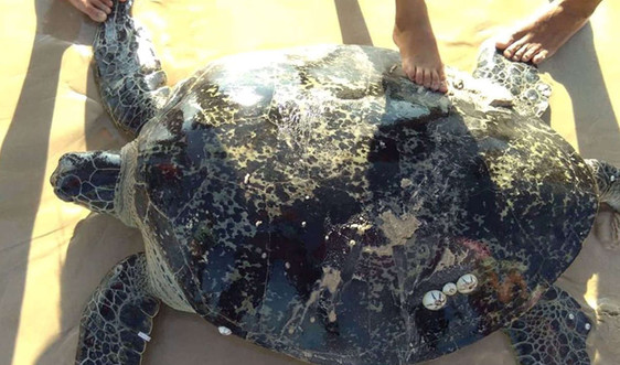 Quảng Trị: Cứu hộ thành công 1 cá thể rùa biển nặng hơn 100 kg