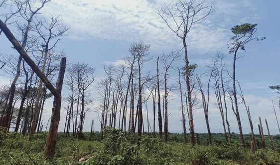 Tỉnh uỷ Đắk Nông cử hai đoàn công tác kiểm tra, xử lý việc phá rừng thông dọc QL14 và  QL28