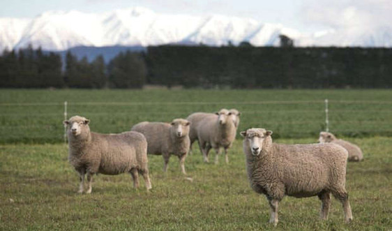 New Zealand bắt đầu áp dụng chỉnh sửa gen để sản xuất cừu phát thải khí metan thấp