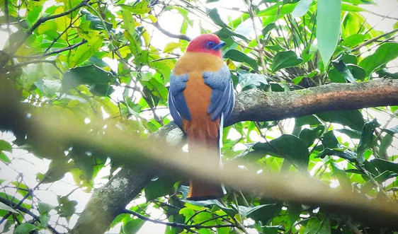 Ngắm những loài chim quý hiếm tại Vườn quốc gia Bạch Mã