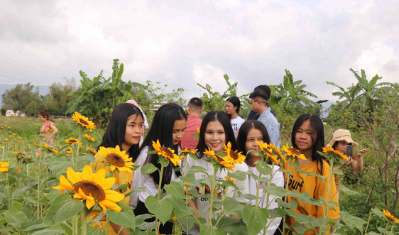 Bình Định: Vườn hoa Hướng Dương nở sớm trở thành điểm hẹn lý tưởng cho mùa Tết Canh Tý 