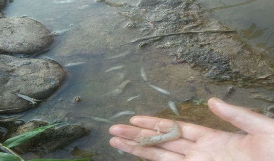 Như Xuân (Thanh Hóa): Cần làm rõ nguyên nhân nước sông đổi màu, cá chết tại sông Quyền 