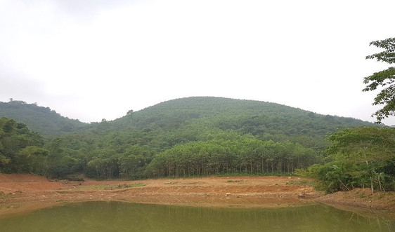Thanh Hóa: Tăng cường quản lý bảo vệ và phát triển rừng