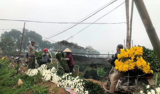 Làng hoa Tây Tựu tất bật phục vụ Tết