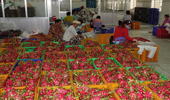 Tiền Giang: Hỗ trợ nông dân tiêu thụ trái cây do ảnh hưởng dịch nCoV
