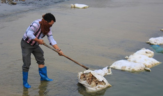 Thái Nguyên: Lềnh bềnh xác gà chết trôi trên sông Con