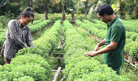 Bến Tre: Phát triển chuỗi giá trị nông nghiệp thông minh thích ứng BĐKH 