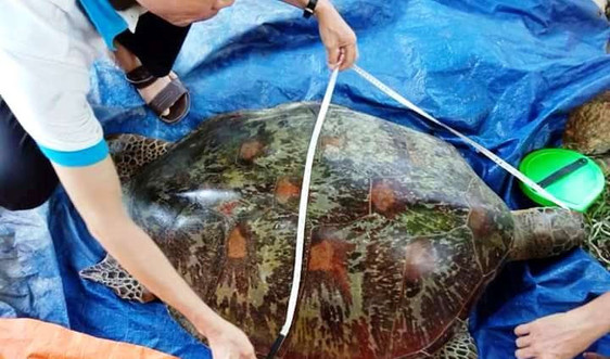 Phát hiện nhiều rùa biển mắc cạn và chết