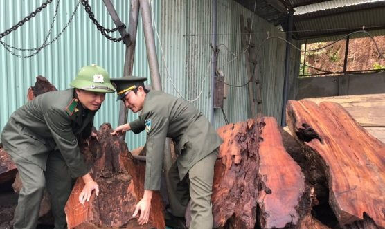 Đà Nẵng: Phạt 40 triệu đồng mua bán, vận chuyển gỗ "lậu"