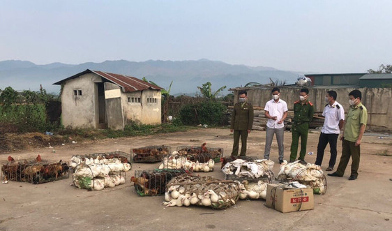 Điện Biên: Thu giữ 500 kg thịt gia cầm không có giấy chứng nhận kiểm dịch