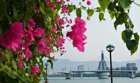 Xao xuyến mùa hoa giấy bên sông Hàn