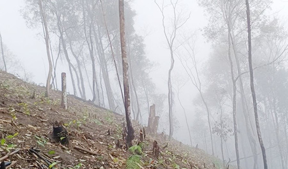 Phạt 380 triệu đồng các hộ dân phá rừng tập thể ở Lào Cai
