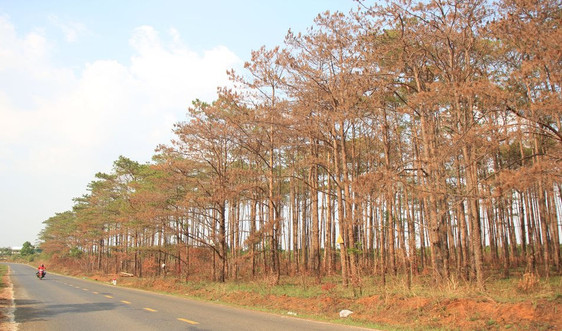 Đắk Nông: Cả trăm ha rừng thông dọc quốc lộ 28 bị "đầu độc"