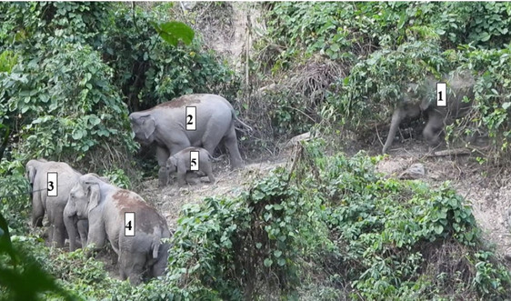 Phát hiện voi con dưới 1 tuổi ở khu rừng Quảng Nam