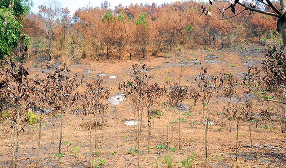 Yêu cầu làm rõ trách nhiệm một Ban quản lý chậm báo cáo vụ cháy 17ha rừng trồng