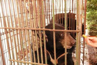 Cứu hộ 3 cá thể gấu ngựa tại Nam Định trong "mùa dịch Covid-19"