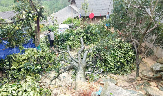 Lào Cai: Thiệt hại hơn 15 tỷ đồng do mưa đá, dông lốc
