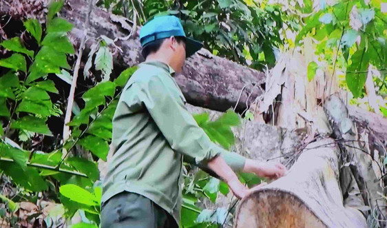  Vụ phá rừng phòng hộ giáp ranh hai huyện Tây Hòa – Sông Hinh chưa xác định được đối tượng vi phạm