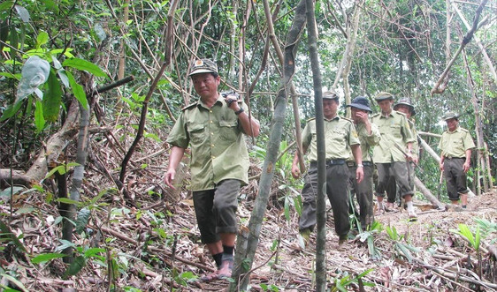 Thừa Thiên Huế: Dai dẳng nạn khai thác, vận chuyển gỗ rừng trái phép 
