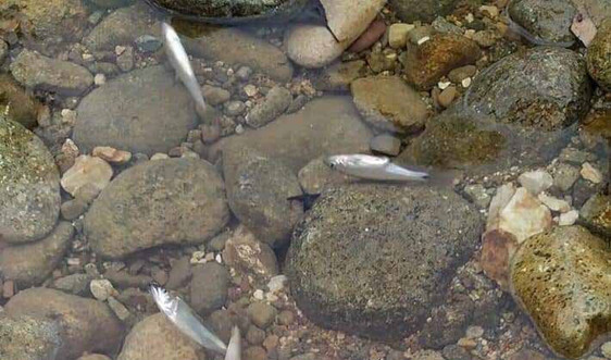 Quảng Ninh: Cá suối chết hàng loạt chưa rõ nguyên nhân