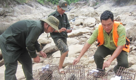 Thừa Thiên Huế: Động vật hoang dã “kêu cứu”