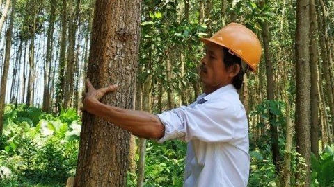 Quảng Nam: Giảm phát thải khí nhà kính thông qua quản lý bền vững tài nguyên rừng