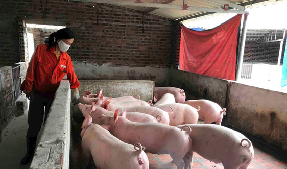 Bệnh dịch tả lợn châu Phi tái phát tại Quảng Ninh