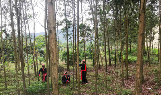 Quảng Ninh đẩy mạnh trồng rừng gỗ lớn theo hướng bền vững