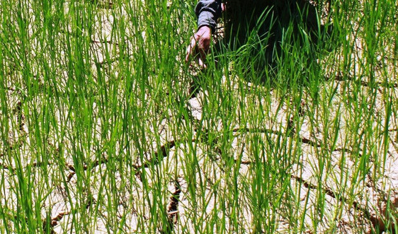 Quảng Nam: Ruộng đồng nứt nẻ, cây lúa héo khô vì thiếu nước 