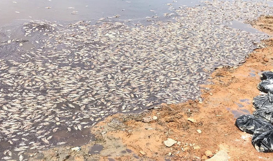 Quảng Bình: Cá chết hàng loạt tại hồ Trạm là do nắng nóng