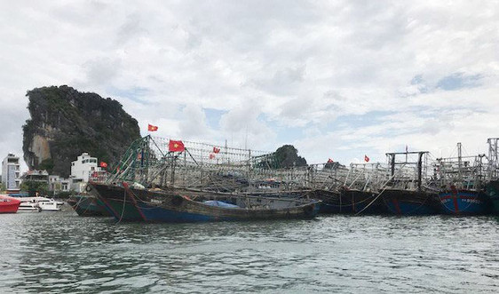 Quảng Ninh: 148 tàu đánh bắt cá chưa lắp thiết bị giám sát hành trình